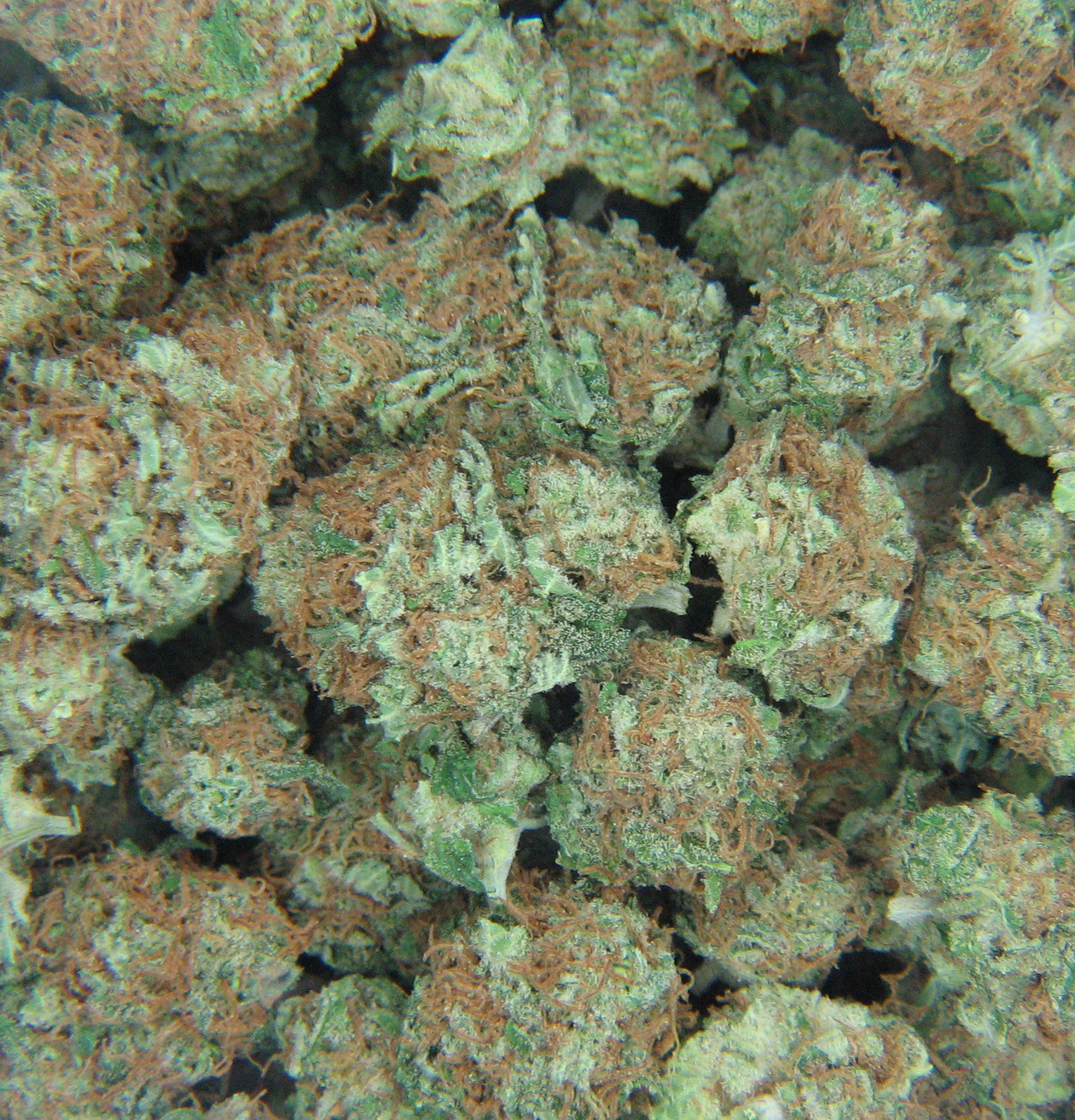 Strawberry-Couch-marijuana-strain-review