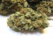 Marihuana, Skank, Konopí, Ganja - Sušené květenství "Palice" 2