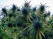 16414-jobsanger-3-states-to-vote-on-marijuana-legalization